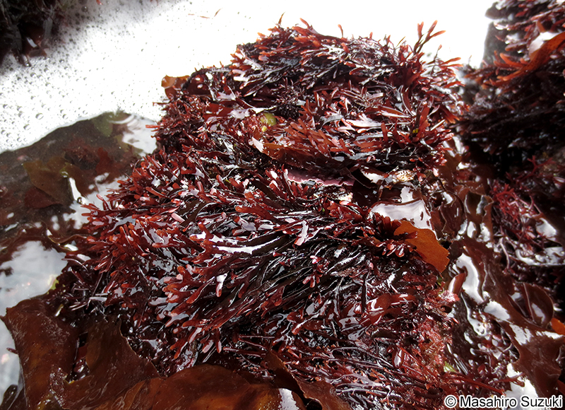 ミゾオキツノリ Fredericqia chiharae