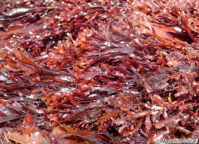 ミゾオキツノリ Fredericqia chiharae