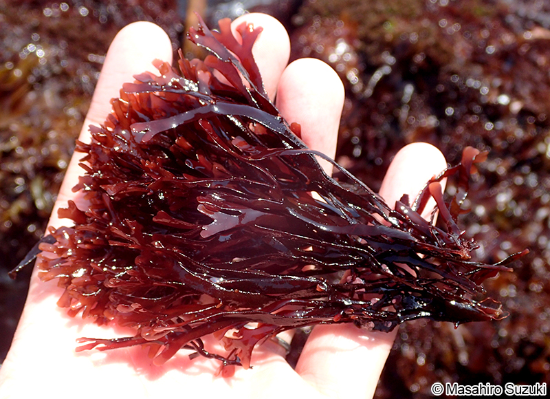 ミゾオキツノリ Fredericqia chiharae