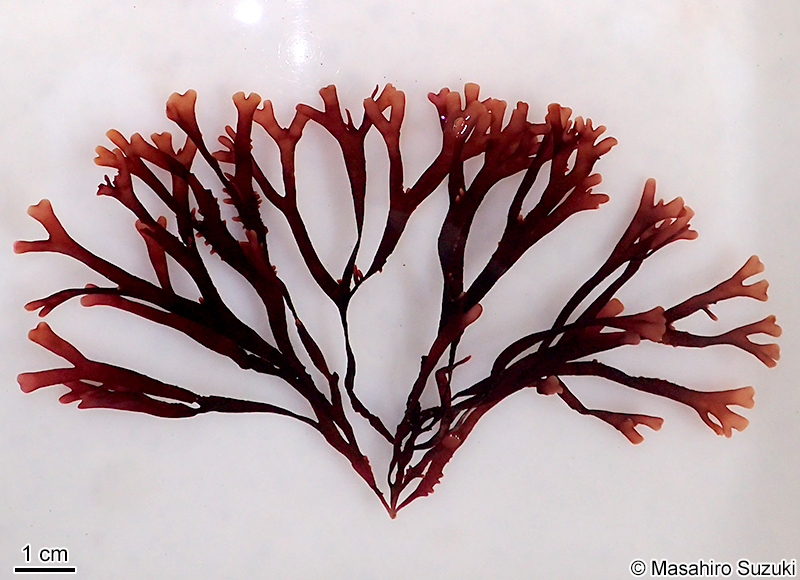 ミゾオキツノリ Fredericqia chiharae