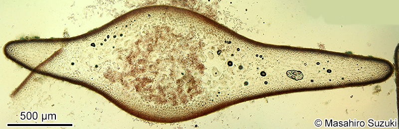 嚢果を付けた枝の横断面