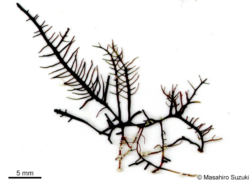 シマテングサ Gelidiella acerosa