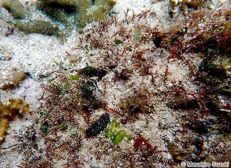 シマテングサ Gelidiella acerosa