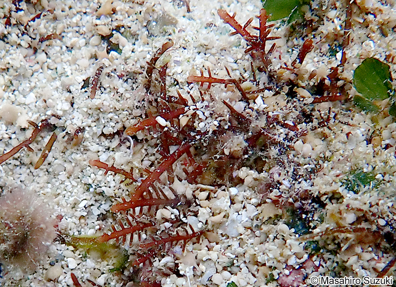 シマテングサ Gelidiella acerosa