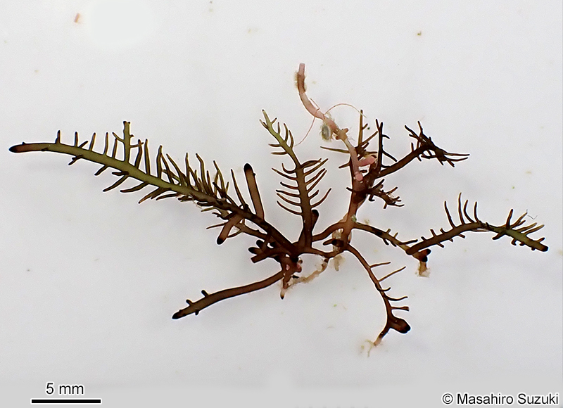 シマテングサ Gelidiella acerosa