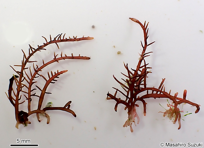 シマテングサ Gelidiella acerosa