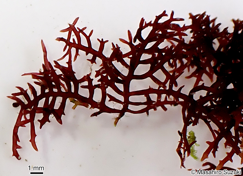 Gelidiophycus freshwateri