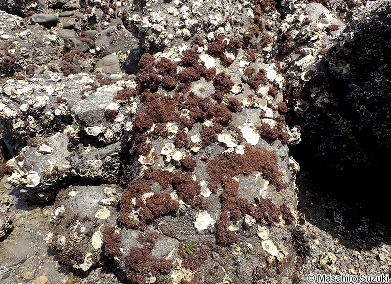 Gelidiophycus freshwateri