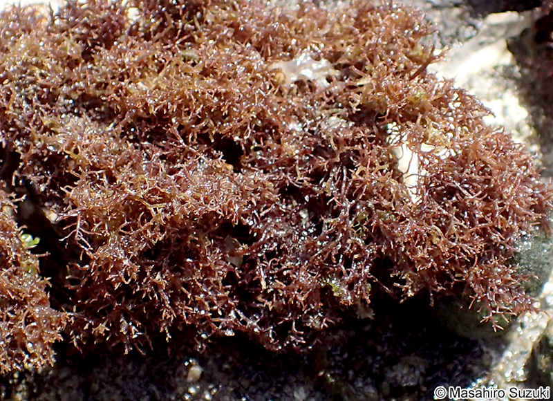 Gelidiophycus freshwateri