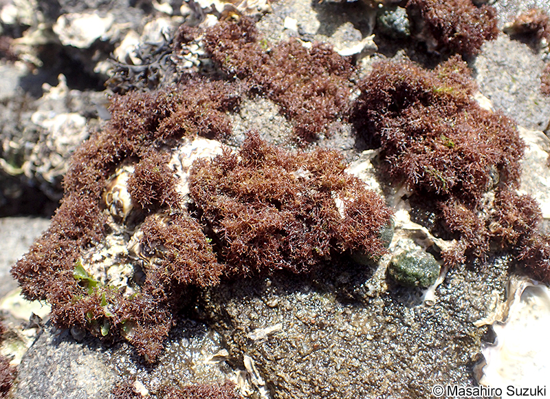 Gelidiophycus freshwateri