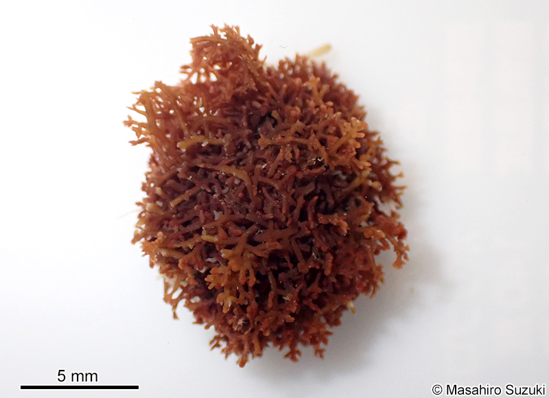 Gelidiophycus freshwateri