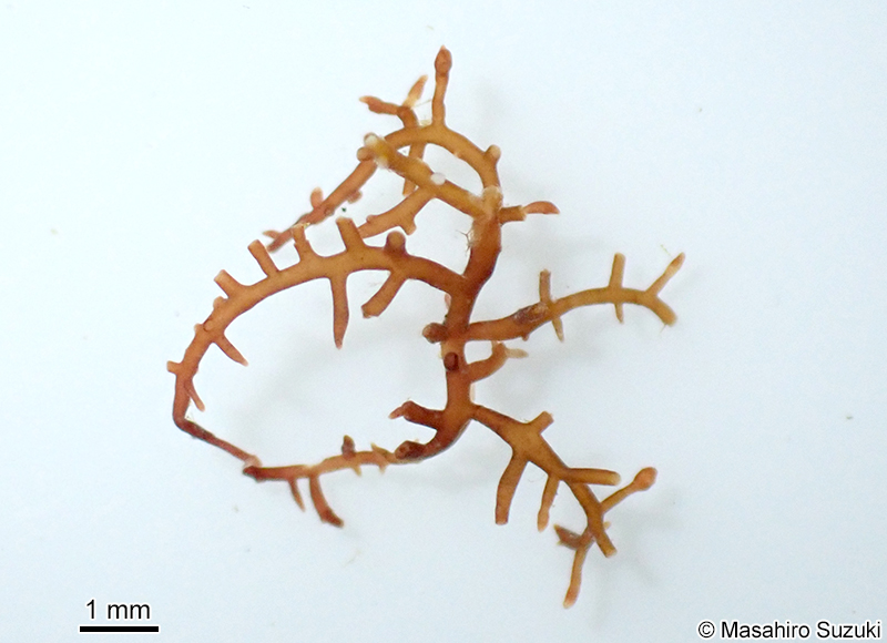 Gelidiophycus freshwateri