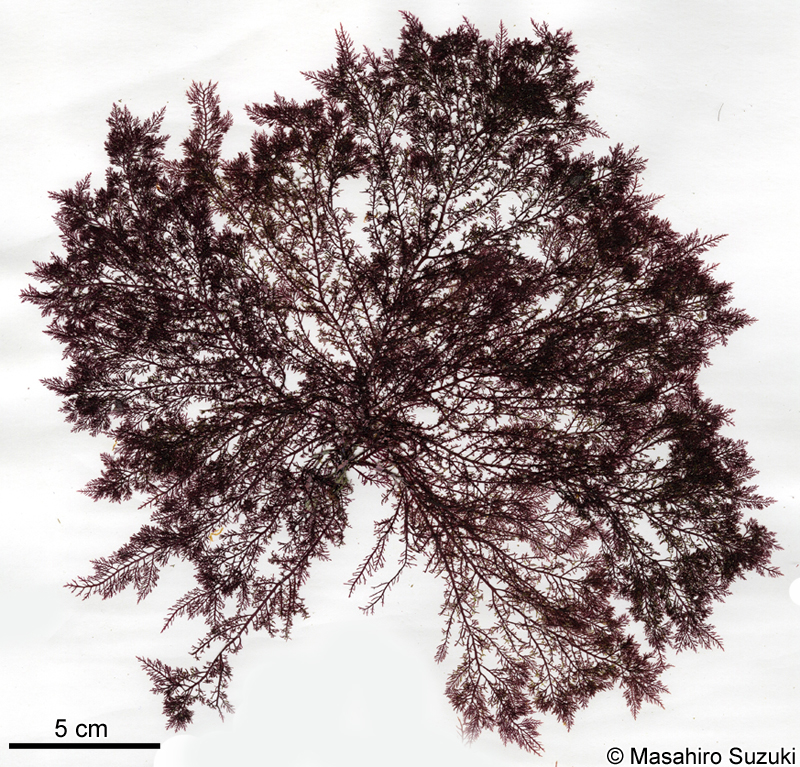 マクサ Gelidium elegans