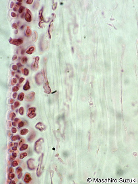 マクサ Gelidium elegans