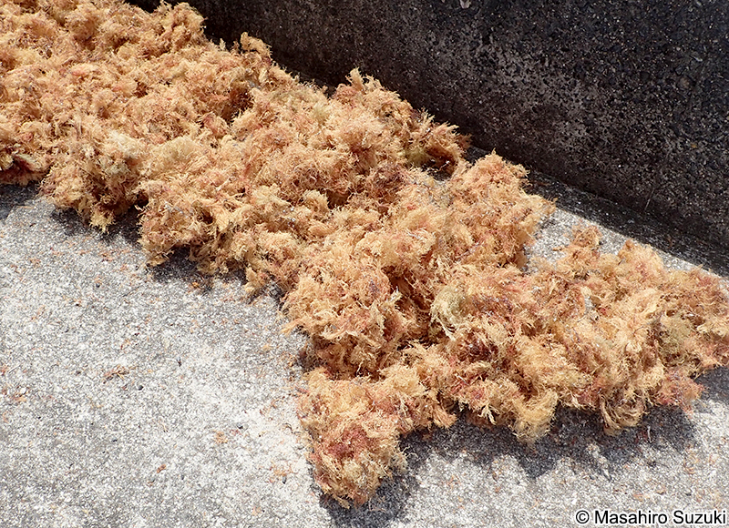 テングサの乾場