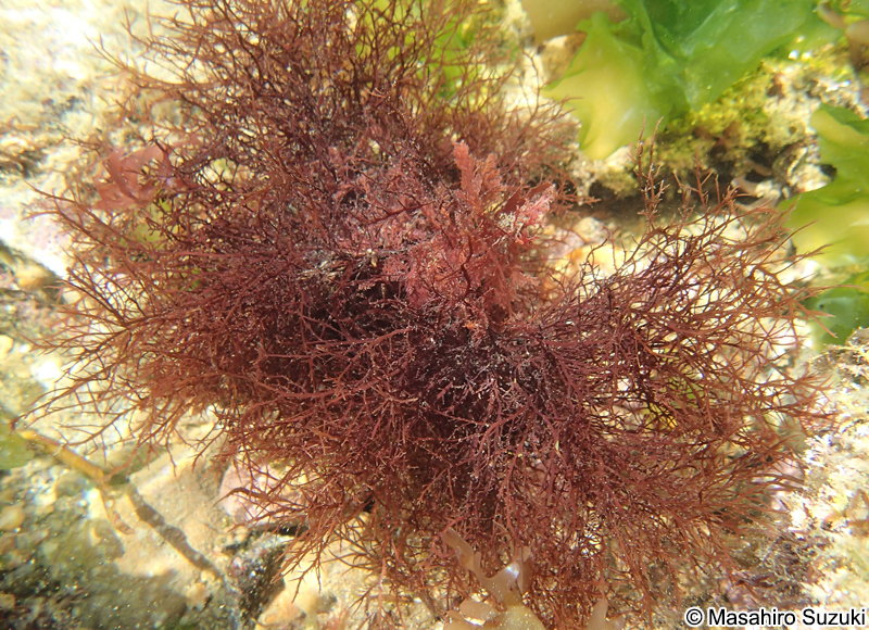 マクサ Gelidium elegans