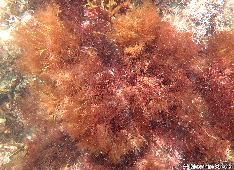 マクサ Gelidium elegans