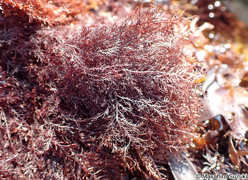 マクサ Gelidium elegans