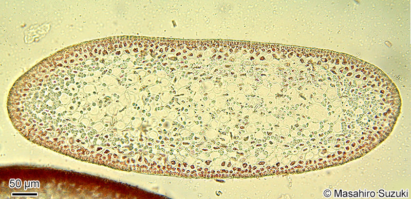 マクサの横断面