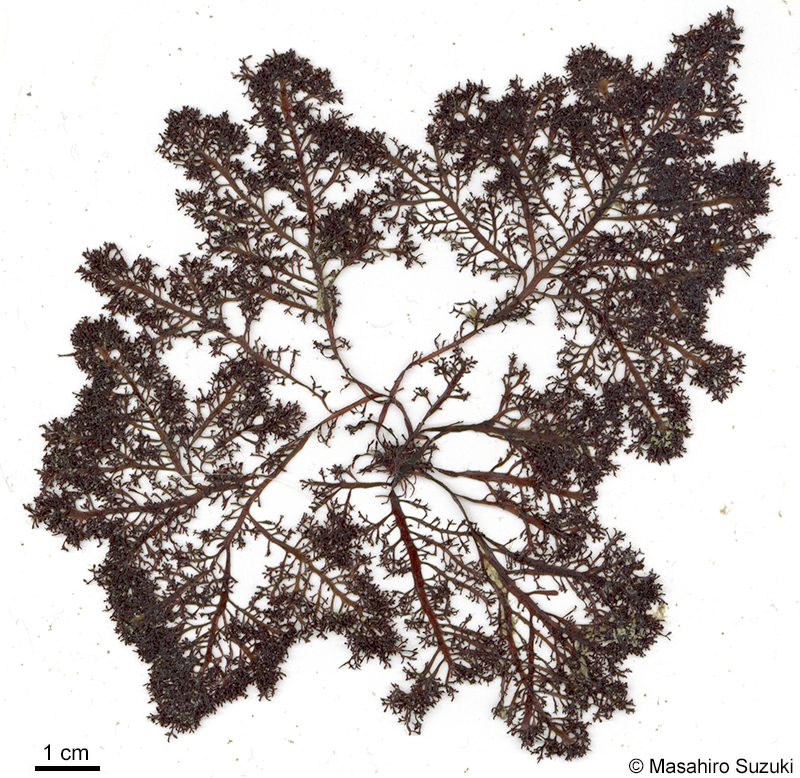 ツヤクサ Gelidium johnstonii