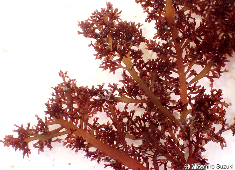 ツヤクサ Gelidium johnstonii