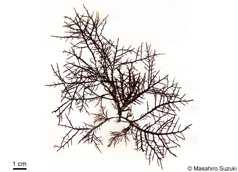 ナンブグサ Gelidium subfastigiatum