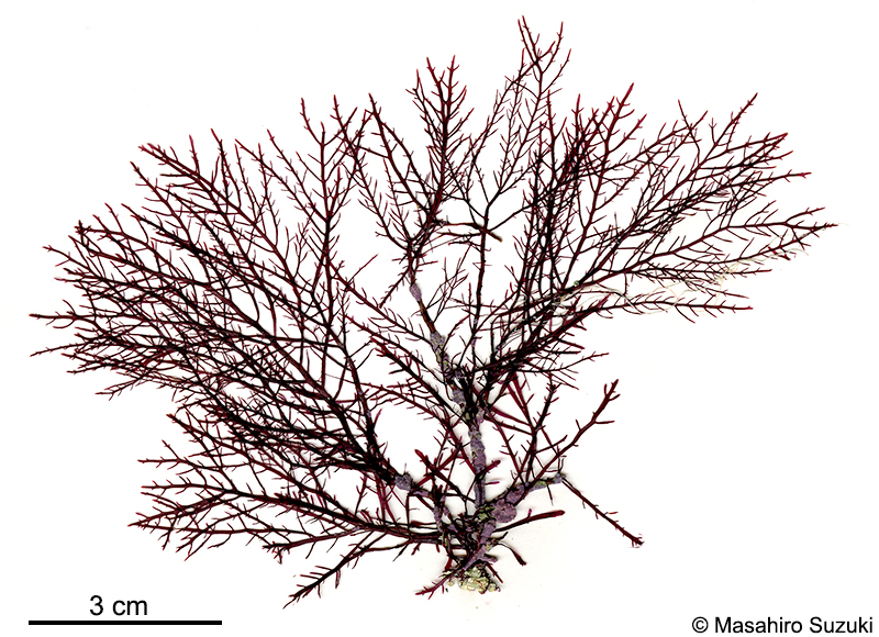 ナンブグサ Gelidium subfastigiatum