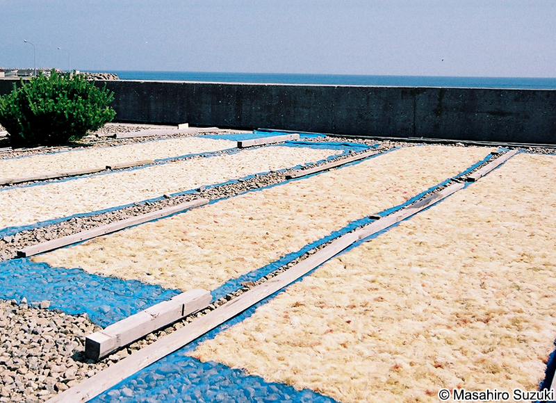 テングサの乾場