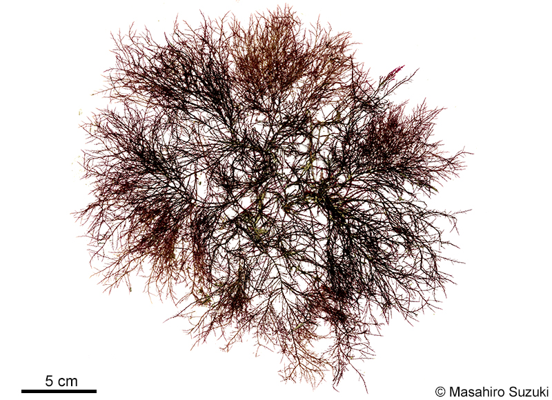 ナンブグサ Gelidium subfastigiatum