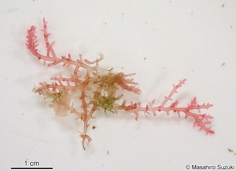 ヒメヒシブクロ Gloiocladia iyoensis