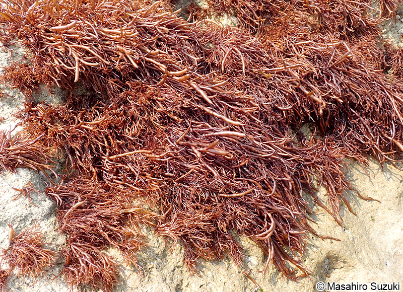 フクロフノリ Gloiopeltis furcata