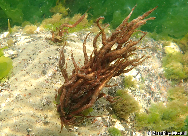 オシマフノリ Gloiopeltis coliformis