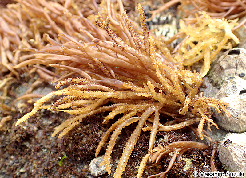 フクロフノリ Gloiopeltis furcata