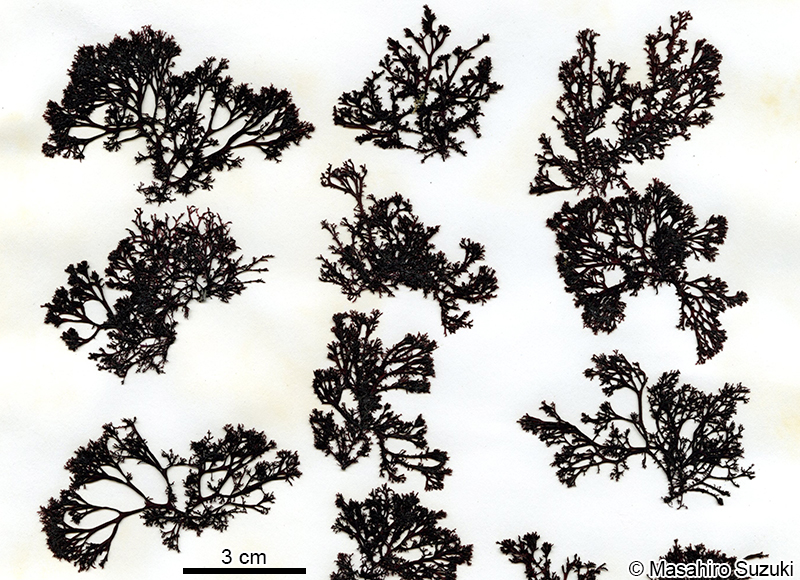 ハナフノリ Gloiopeltis complanata