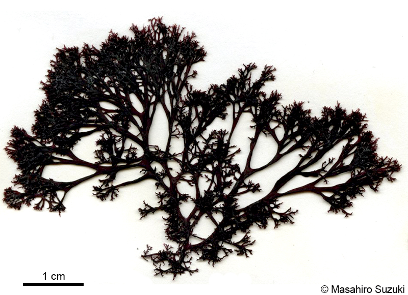 ハナフノリ Gloiopeltis complanata