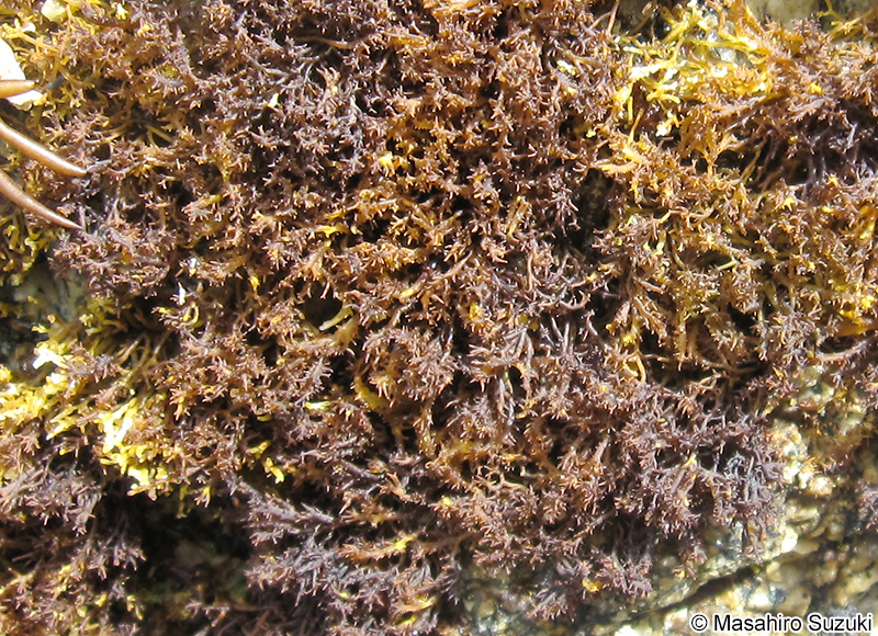 ハナフノリ Gloiopeltis complanata