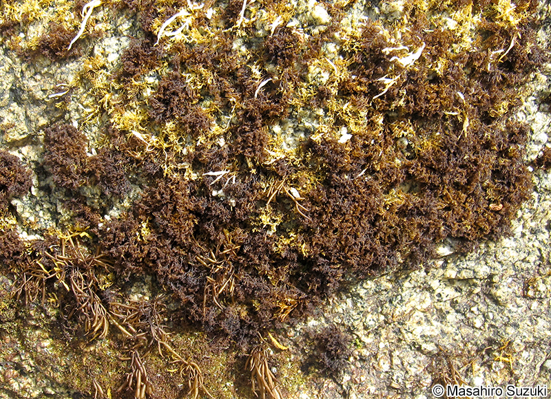 ハナフノリ Gloiopeltis complanata