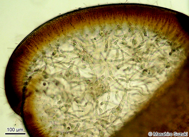 マフノリ Gloiopeltis tenax