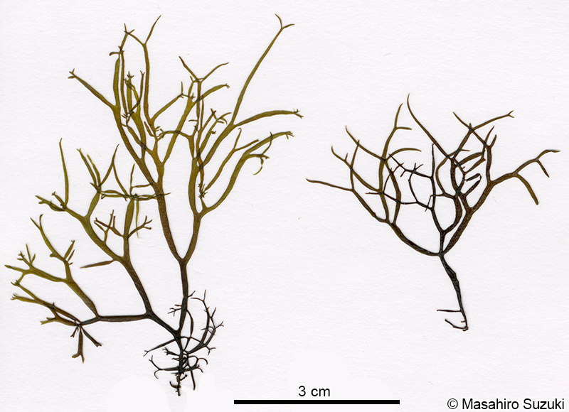 マフノリ Gloiopeltis tenax