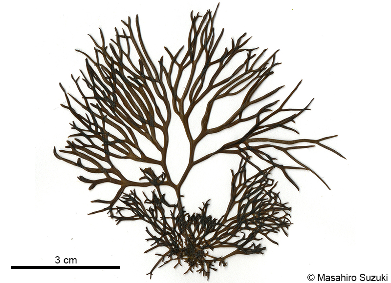マフノリ Gloiopeltis tenax