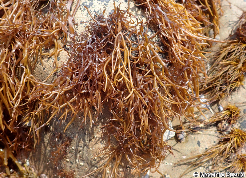 マフノリ Gloiopeltis tenax