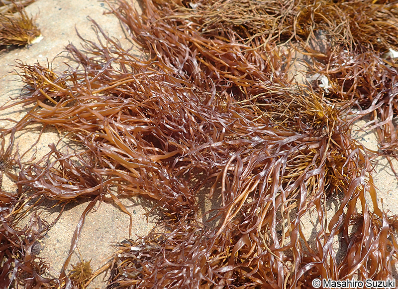 マフノリ Gloiopeltis tenax