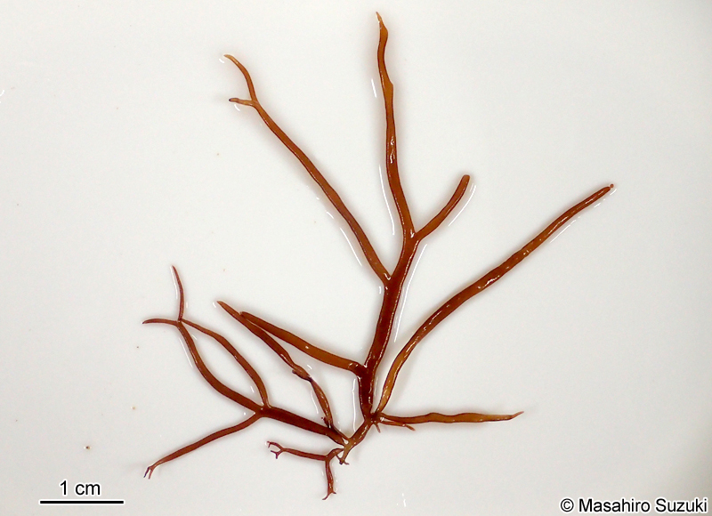 マフノリ Gloiopeltis tenax