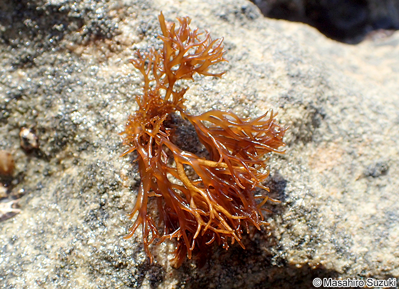 マフノリ Gloiopeltis tenax