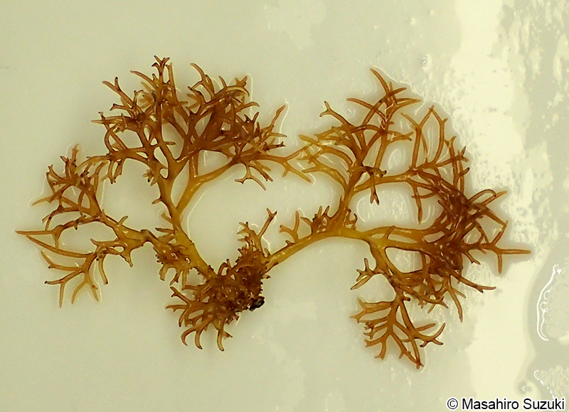 マフノリ Gloiopeltis tenax