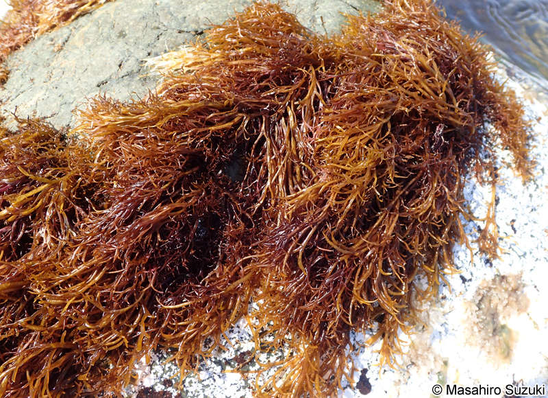 マフノリ Gloiopeltis tenax