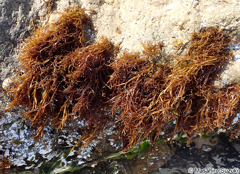 マフノリ Gloiopeltis tenax