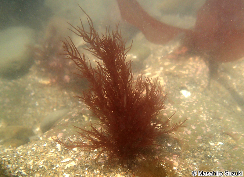 イトフノリ Gloiosiphonia capillaris