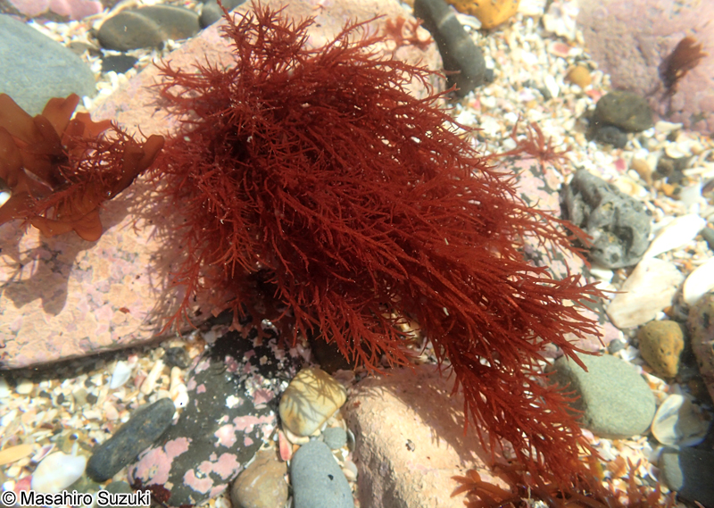 イトフノリ Gloiosiphonia capillaris