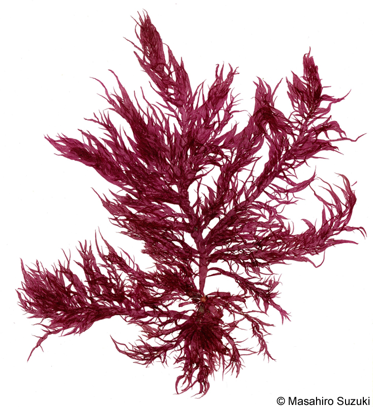 イトフノリ Gloiosiphonia capillaris